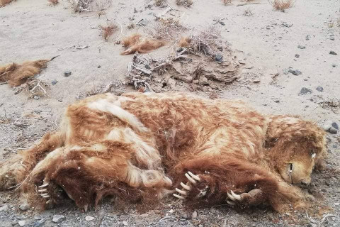 Улаан номонд орсон 51 мазаалайн нэг нь үхжээ