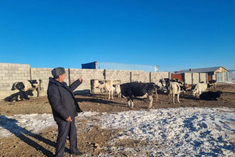 Сонгинохайрхан дүүрэгт өнгөрсөн жил 82347 толгой мал тоологджээ
