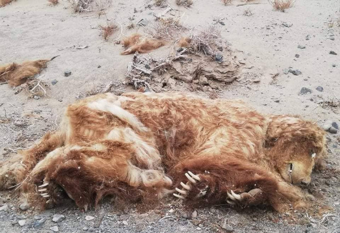 Улаан номонд орсон 51 мазаалайн нэг нь үхжээ