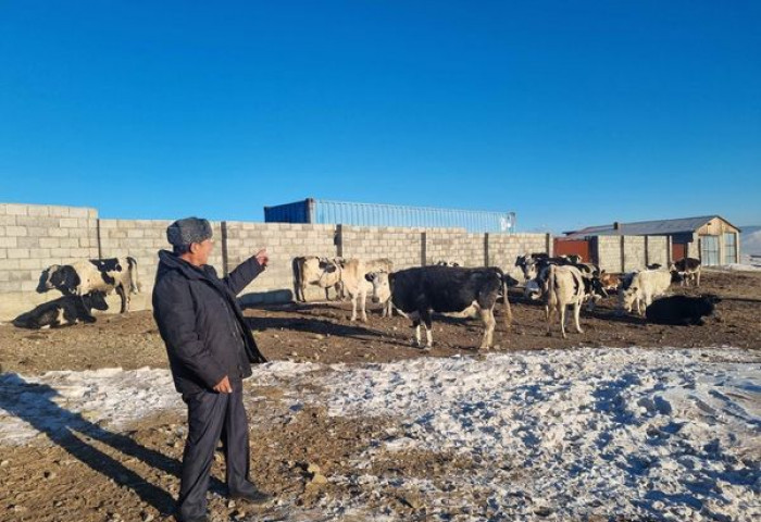 Сонгинохайрхан дүүрэгт өнгөрсөн жил 82347 толгой мал тоологджээ