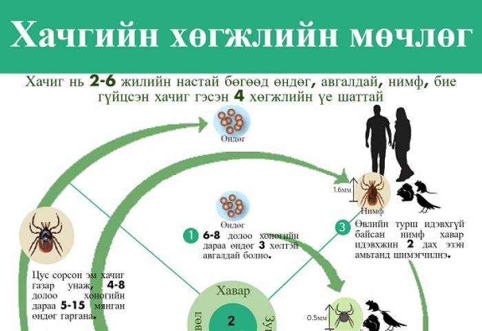 Хачигт халдвараас сэргийлье