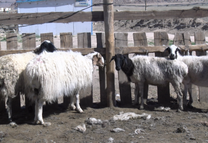 Эмээлтэд амьд хонь 150-300 мянган төгрөгийн ханштай байна